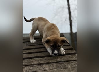 Neela wartet auf ihr Happy End