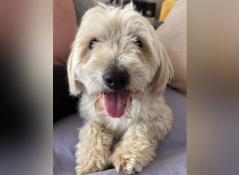 ⭐️PIXIE⭐️, Rüde, 1,5 Jahre, 35 cm, Mischling, Tierschutz