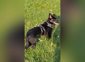 WIMPY, Zuckermädchen, 8,5 Monate, 28 cm, Pflegestelle Mönchengladbach, Tierschutz Rumänien