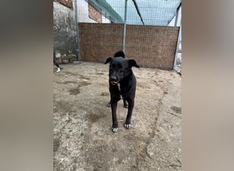⭐️RANA⭐️, vorsichtige Hündin, 4,5 Jahre, 38 cm, Mischling, Tierschutz Rumänien