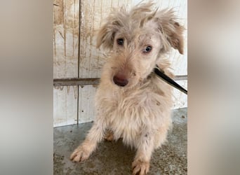 ⭐️LUMA⭐️, Hündin, 1 Jahr, 40 cm, Mischling, Tierschutz