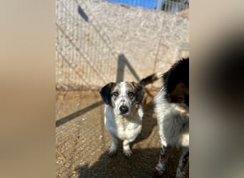 ⭐️BROOKE⭐️, Hündin, 1,5 Jahre, 32 cm, Mischling, Tierschutz
