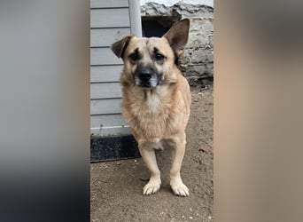 TONI, verschmustes Notfellchen, 3 Jahre, 29 cm, Mischling, Tierschutz Rumänien