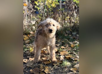 Masni - Zuckersüße Hündin sucht Zuhause