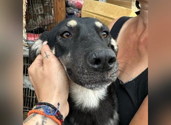 ⭐️ONYA⭐️, Hündin, fast 3 Jahre, 40 cm, Mischling, Tierschutz