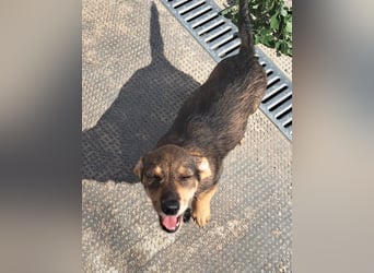 Dackelmix Kambria sucht ihr liebevolles Zuhause