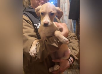 IBIZA, entdeckungsfreudige Welpin, fast 3 Monate, 32 cm, Mischling, Tierschutz Rumänien