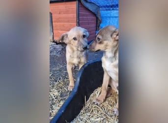 ⭐️ARMANI⭐️, Rüde, 8 Monate, 25 cm, Mischling, Tierschutz