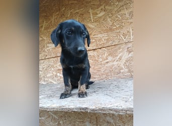 Zoe Tierschutzhund sucht ein Zuhause