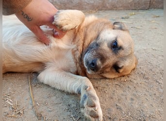 TONI, verschmustes Notfellchen, 3 Jahre, 29 cm, Mischling, Tierschutz Rumänien