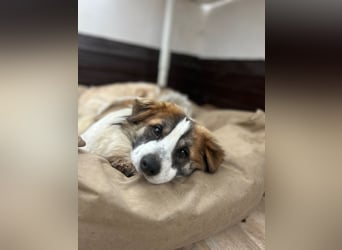 ⭐️TOC⭐️, süßer, kleiner Kerl, Rüde, 2 Jahre, 35 cm, Mischling, Tierschutz