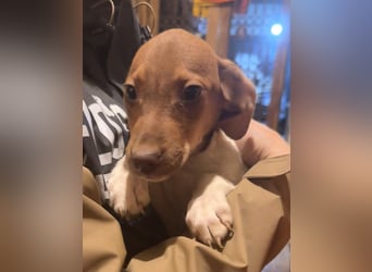 BENI, aufmerksamer Welpe, 3 Monate, 29 cm, Mischling, Tierschutz Rumänien