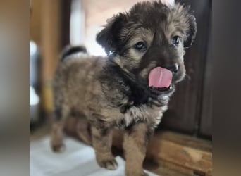 Welpenmädchen 273763 möchte gerne bei DIR einziehen!