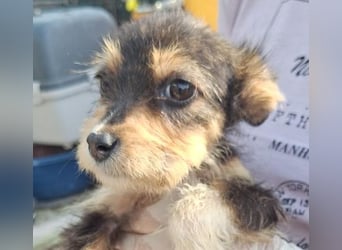 ⭐️ZERRIN⭐️, Mini-Maus, Welpe, 2 Monate, 19 cm, Mischling, Tierschutz Rumänien