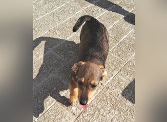 Dackelmix Kambria sucht ihr liebevolles Zuhause