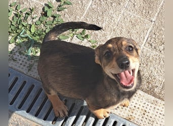 Dackelmix Kambria sucht ihr liebevolles Zuhause