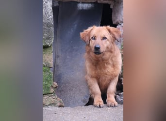 ⭐️DIXY⭐️, Hündin, 3 Jahre, 40 cm, Mischling, Tierschutz