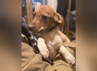 BENI, aufmerksamer Welpe, 3 Monate, 29 cm, Mischling, Tierschutz Rumänien