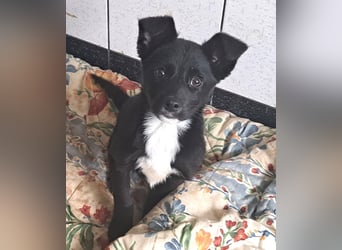 Jossie sucht ihr Für-immer-Zuhause