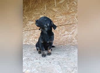 Zoe Tierschutzhund sucht ein Zuhause