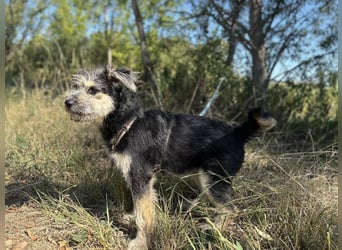 Kleiner Schatz Ozzy sucht großes Glück
