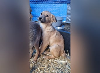 ⭐️ARMANI⭐️, Rüde, 8 Monate, 25 cm, Mischling, Tierschutz