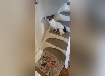 MOLLY, zarte Seele, 3,5 Jahre, 27 cm, Pflegestelle 53773, Tierschutz Rumänien