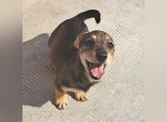Dackelmix Kambria sucht ihr liebevolles Zuhause