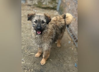 HEARTY, zuckersüßes Spielkind, 1 Jahr, 40 cm, Mischlingsmädchen, Tierschutz Rumänien