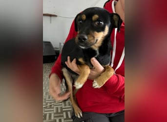 ⭐️ Veleda⭐️, kleine Herzensdame, Hündin, 1,5 Jahre, 30 cm, Mischling, Tierschutz