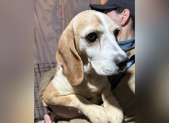 DAISY, Super-Omi, 10 Jahre, 36 cm, Beagle-Mix, Tierschutz, Pflegestelle Leipzig