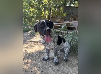 Rocky sucht sein Für Immer Zuhause