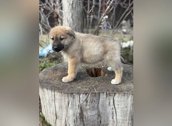 Kleiner Schatz Nash sucht großes Glück