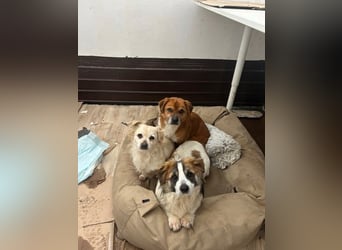 TIC, unkomplizierte Hundemaus, 2 Jahre, 30 cm, Mischling, Tierschutz