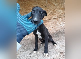 Smartie Tierschutzhund sucht ein Zuhause