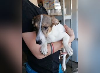 ⭐️MOLLY⭐️, Hündin, 3 Jahre, 27 cm, Mischling, Tierschutz