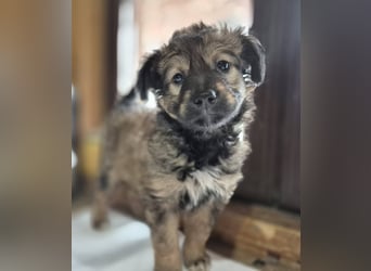 Welpenmädchen 273763 möchte gerne bei DIR einziehen!