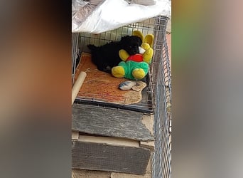 Lucky - kleiner Rüde sucht liebevolles Zuhause