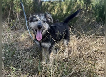 Kleiner Schatz Ozzy sucht großes Glück