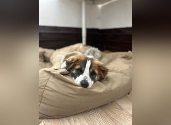 TOC, süßer, kleiner Kerl, Rüde, 2 Jahre, 35 cm, Mischling, Tierschutz