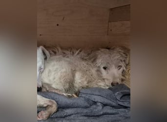 ⭐️LUMA⭐️, Hündin, 1 Jahr, 40 cm, Mischling, Tierschutz