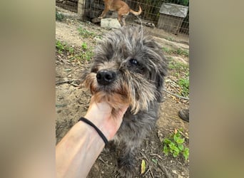 Picúr sucht ein Zuhause voller Liebe