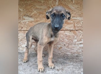 Seppl Tierschutzhund sucht ein Zuhause