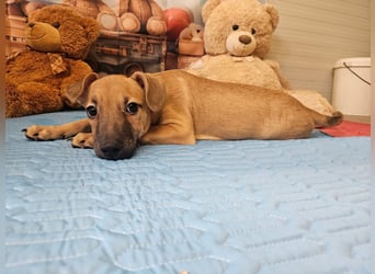 kleine Maus Fura sucht ihr Glück