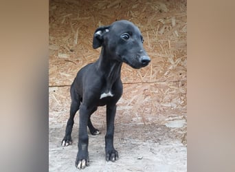 Suki Tierschutzhund sucht  ein Zuhause