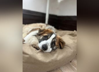 TOC, süßer, kleiner Kerl, Rüde, 2 Jahre, 35 cm, Mischling, Tierschutz