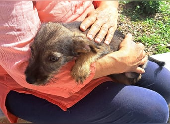 Kaia sucht ihr Für-immer-Zuhause
