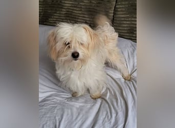 ⭐️FLOCKE⭐️, Rüde, 1 Jahr, 28 cm, Mischling, Tierschutz