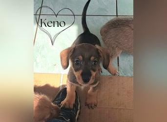 Klein Keno sucht sein Für-immer-Zuhause