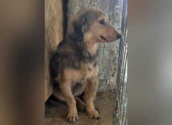 ⭐️ALINE⭐️, zarte Zuckerschnute, Hündin, 1,5 Jahre, 32 cm, Mischling, Tierschutz